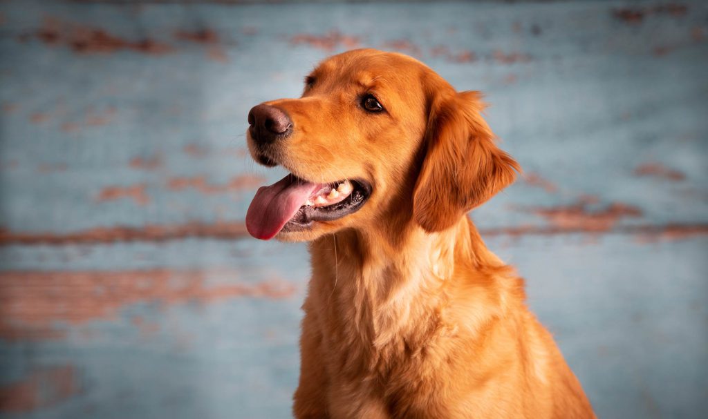 Fotografo di cani Bologna, dog photographer