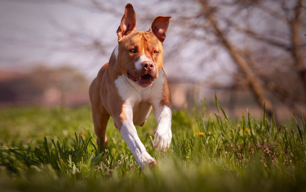 Fotografo specializzato per cani a Bologna, dog photographer foto di animali domestici e famiglia